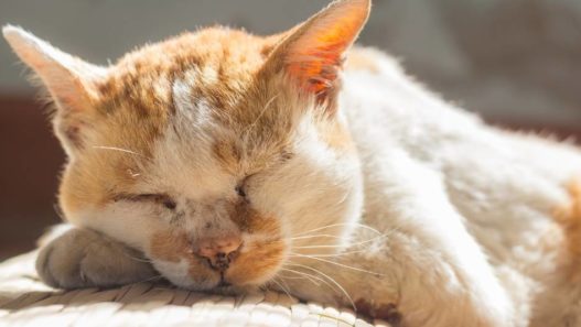 Search our blog Vet Talks: Caring For Older Pets