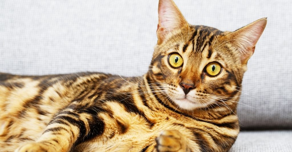 Bengal cat laying on couch looking wide-eyed. Vet Talks: Hyperthyroidism in cats