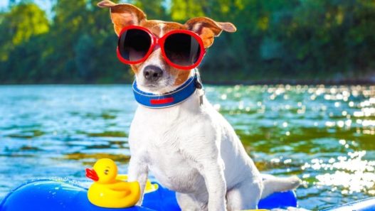 Beat the Heat With These Summer Pet Safety Tips