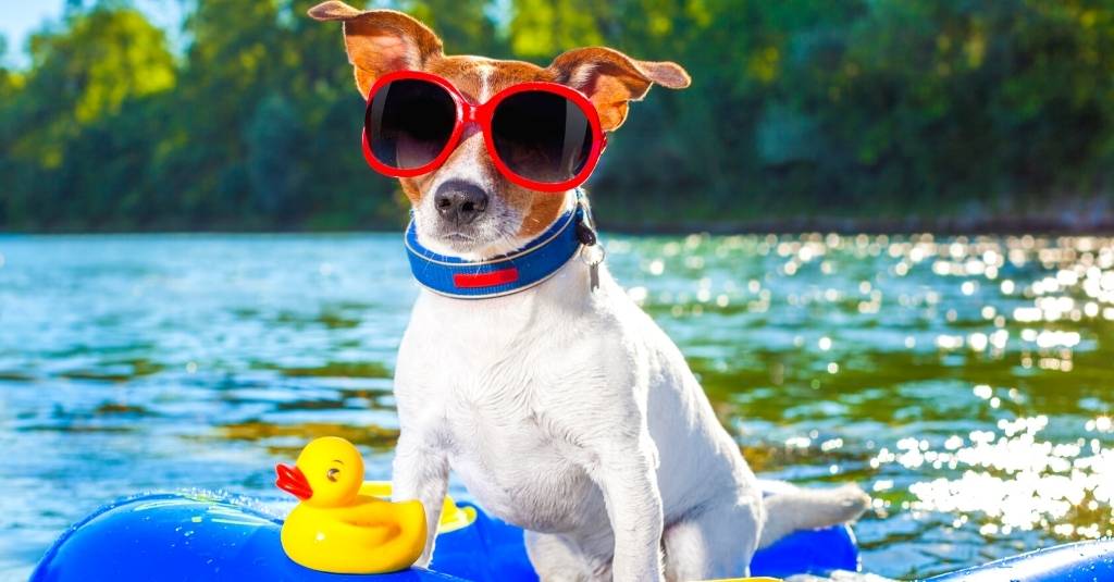 Beat the Heat With These Summer Pet Safety Tips