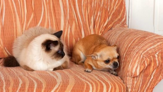 Making Friends: Introducing Cats and Dogs