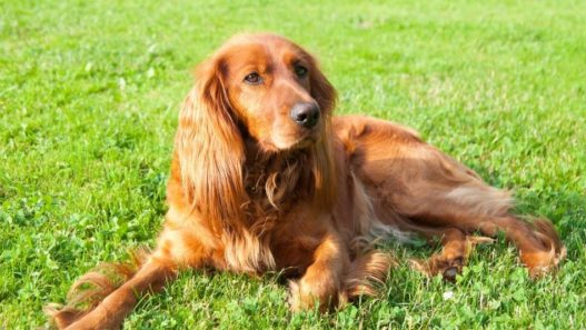 Vet Talk: Cushing’s Disease in Dogs