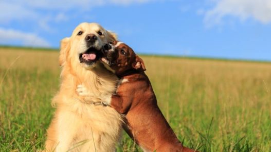 Making Friends – Introducing Dogs To Each Other