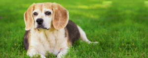 Cushing's Disease in dogs
