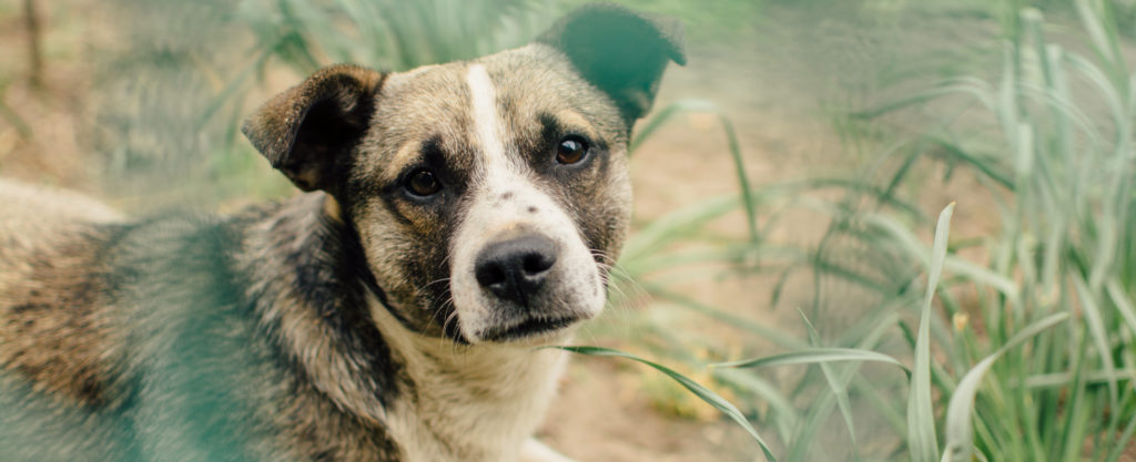 Pain Awareness in pets