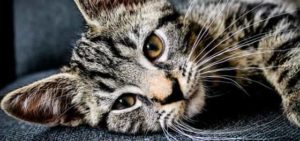 Deworming cats naturally