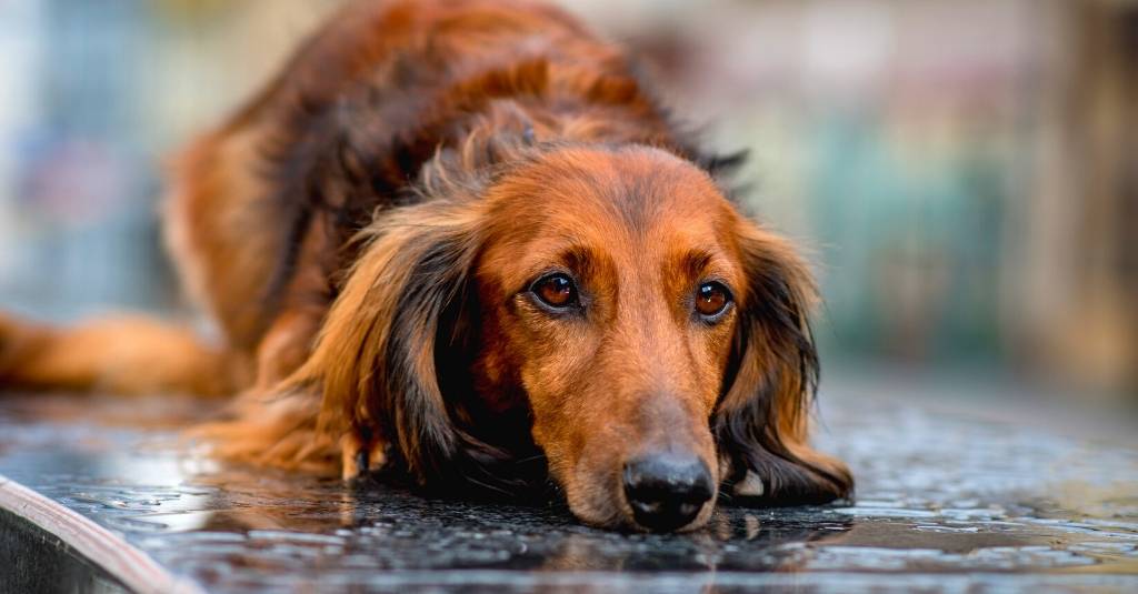 Tips for Pet Owners During Hurricane Season