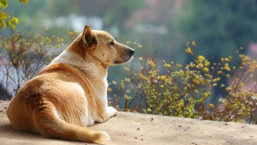 Vet Talks: Stress and Triggers That Lead to Illness in Dog