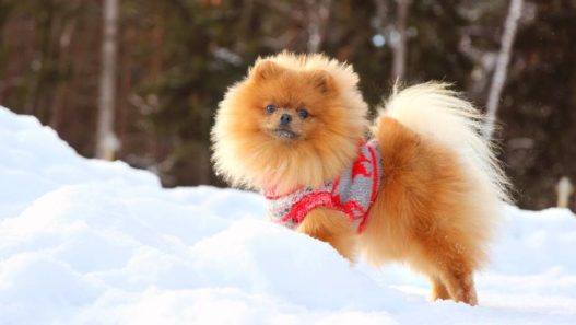 Caring for Pets in Severe Cold Weather