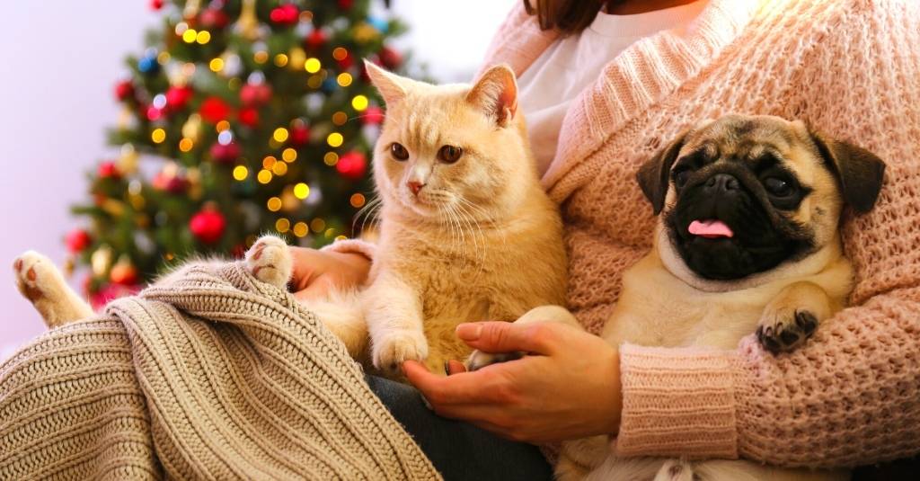 Fun Pet Facts for the Holidays
