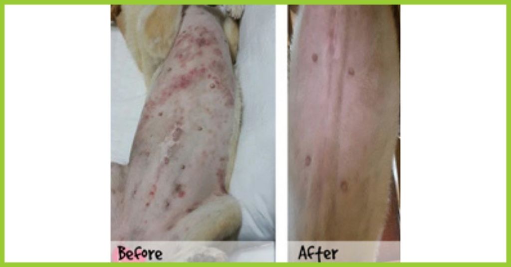 NHV Helped My Dog With Her Skin Infections