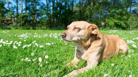 Herbal Remedies For Pets: What are They and How Do They Work?