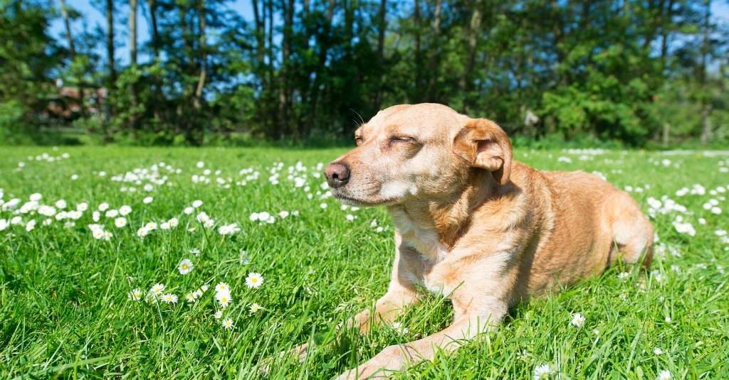 Herbal Remedies For Pets: What are They and How Do They Work?