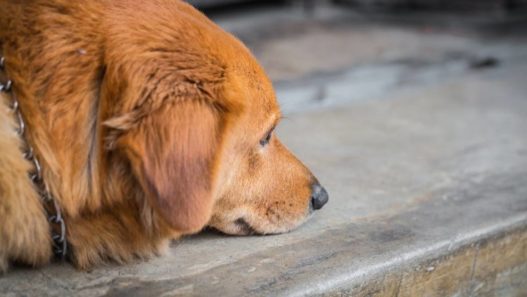 Depression in Dogs and Cats