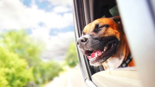 A Dog’s Life: 10 Ways to Enrich Their Lives - dog
