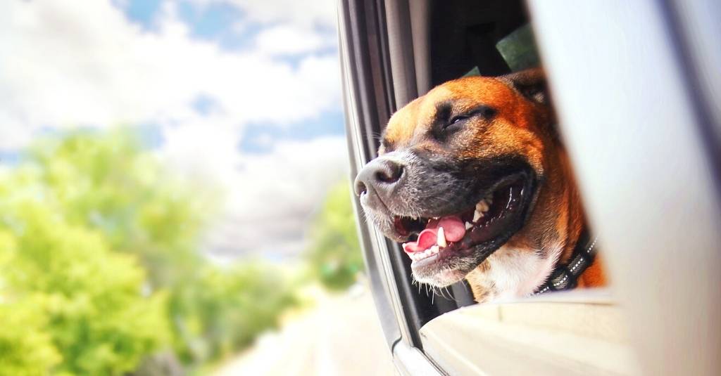 A Dog’s Life: 10 Ways to Enrich Their Lives - dog