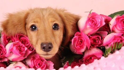 14 Hearty Animal Facts to Celebrate Valentine’s Day With Your Pet