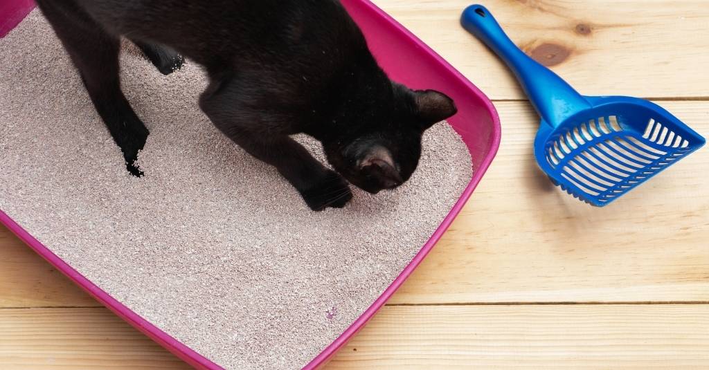 7 Reasons Your Cat Is Urinating Outside The Litter Box
