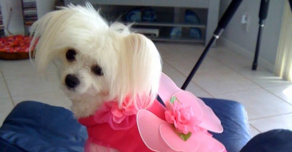 NHV Remedies Helps Little Maltese with Loose Stools
