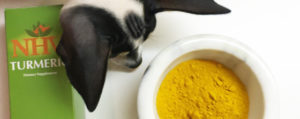 Why should you give your pets turmeric