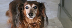 Caring For An Elderly Dog