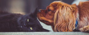 debunking myths related to dogs and cats