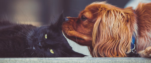 debunking myths related to dogs and cats