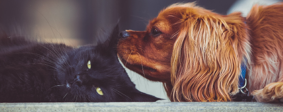 debunking myths related to dogs and cats