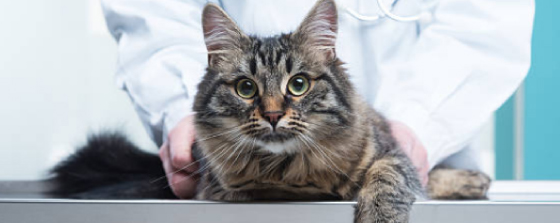 why cats need vet visits