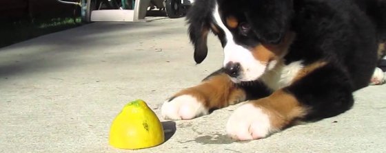 lemon is poisonous for dogs