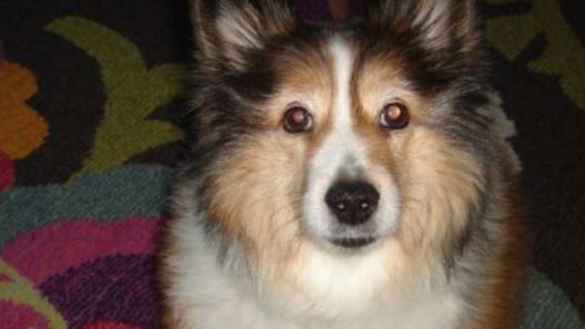 NHV Cushing’s Disease Essential Kit Helps Mitzie, the Sheltie, Cope Better