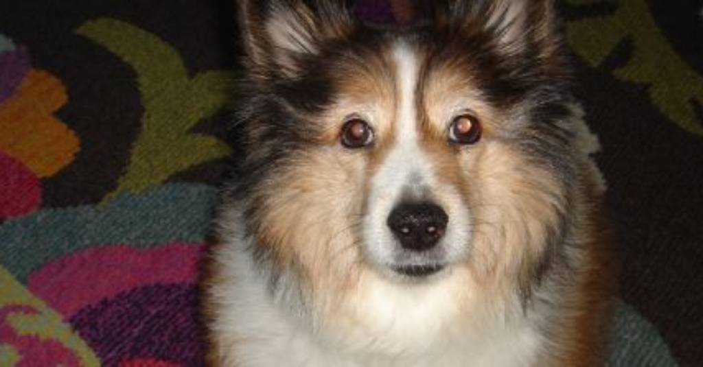 NHV Cushing’s Disease Essential Kit Helps Mitzie, the Sheltie, Cope Better