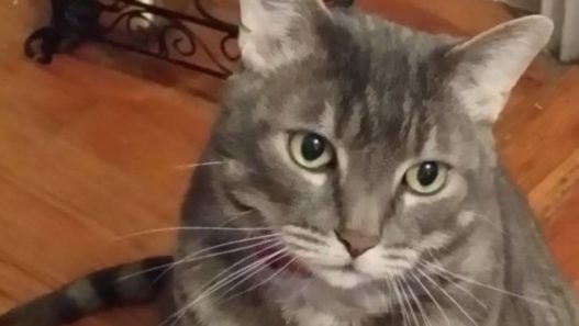 A Holistic Approach to Diabetes Mellitus in Cats – Anandha The Tabby’s Story.