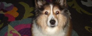 Mitzie - Sheltie Cushing's disease NHV supplements review