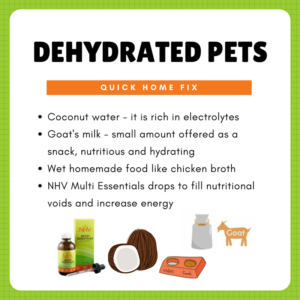 tips for dehydrated pets