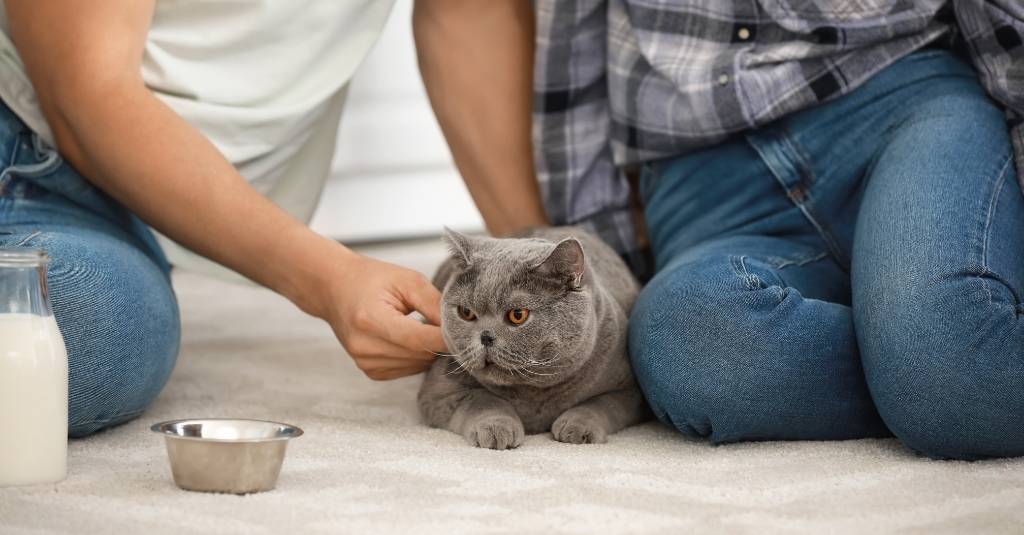 Homemade cat outlet laxative