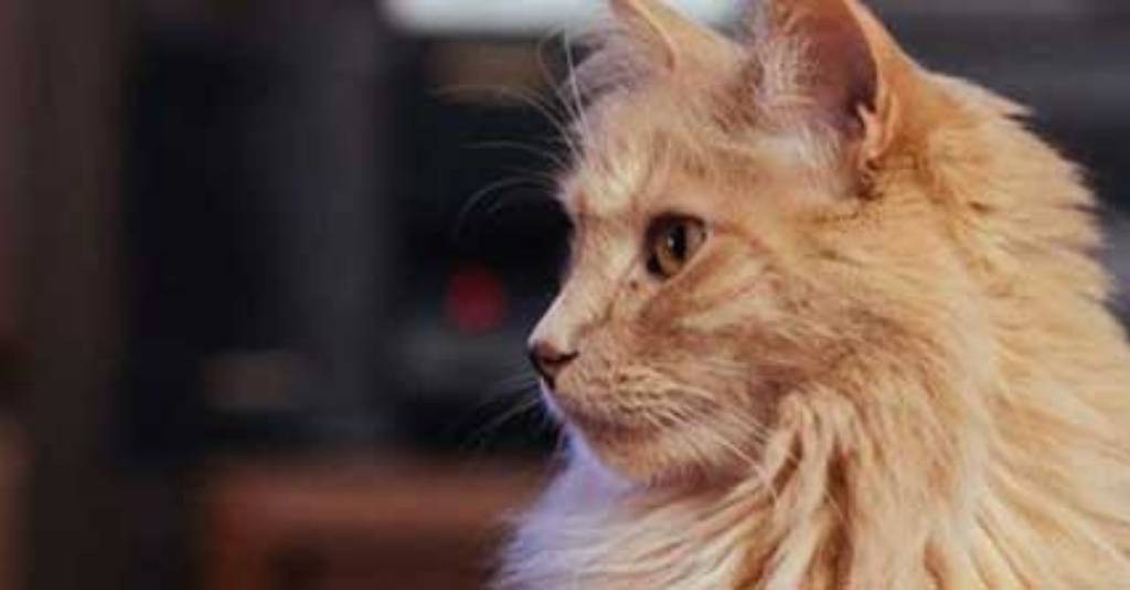 Herbal Remedies Help Rescue Cats with Health Issues