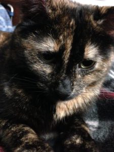 Squeaky adopted a few days after we lost our tortie to kidney failure.
