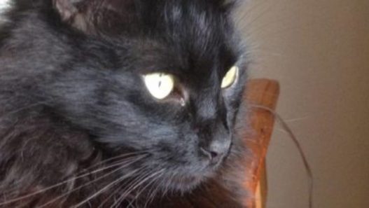 Herbal Remedies And Antibiotics For UTI In Cats? Read Zeppy’s Tale.