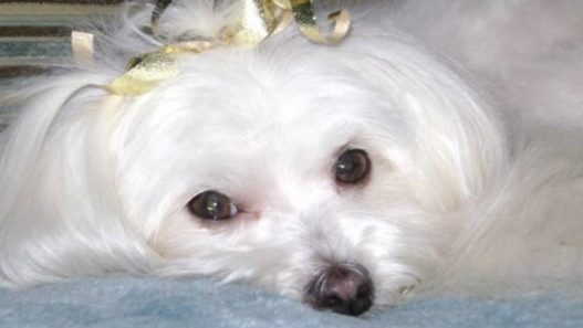 NHV Helping Molly The Maltese With Her Heart Murmur