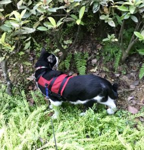 osteoarthritis cat taking walks at age 14