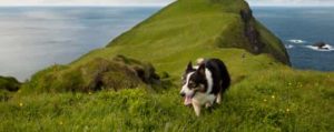 Dog hiking green mountain