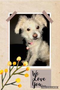 Lucy dog cancer 2018 NHV tumor free cutest dog