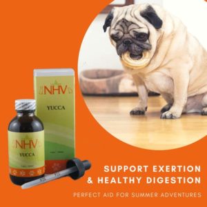 Natural pain relief for dogs