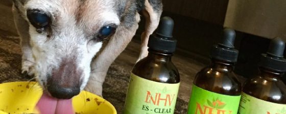 Rhea-Chihuahua-NHV-Remedies-Review