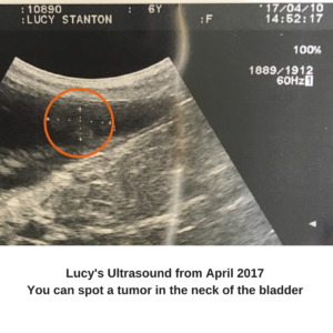 lucy dog with bladder tumor ultrasound