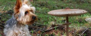 Medicinal Mushroom for dogs and cats