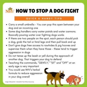 how to prevent a dog fight