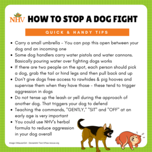 how to prevent a dog fight