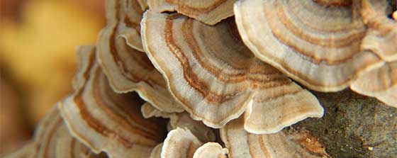 What are turkey tail mushrooms